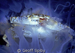a crab hitching a ride in a large jellyfish by Geoff Spiby 